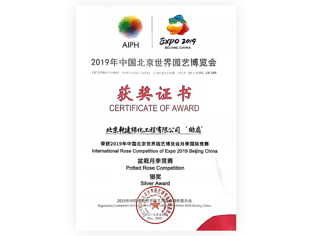 2019-月季“緋扇”-銀獎